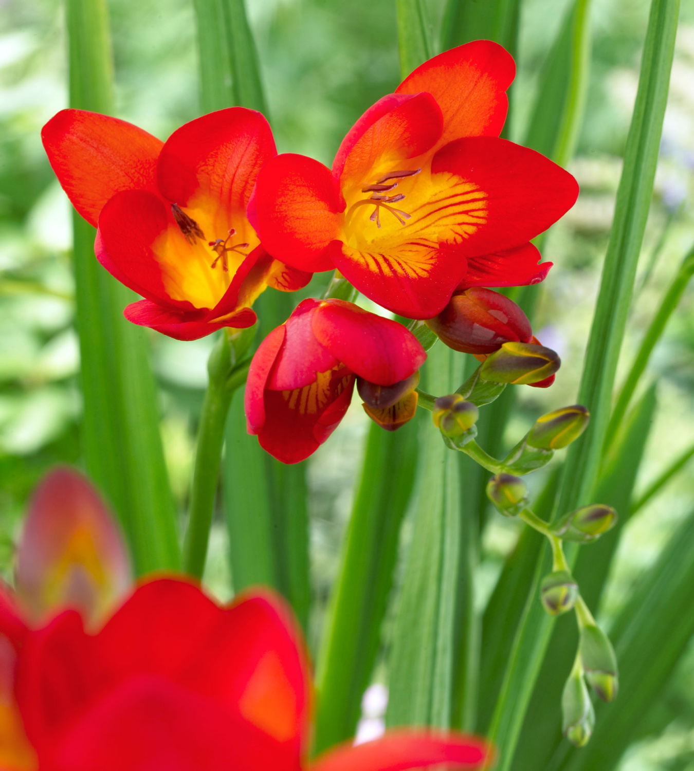 All About Freesias All About Freesias