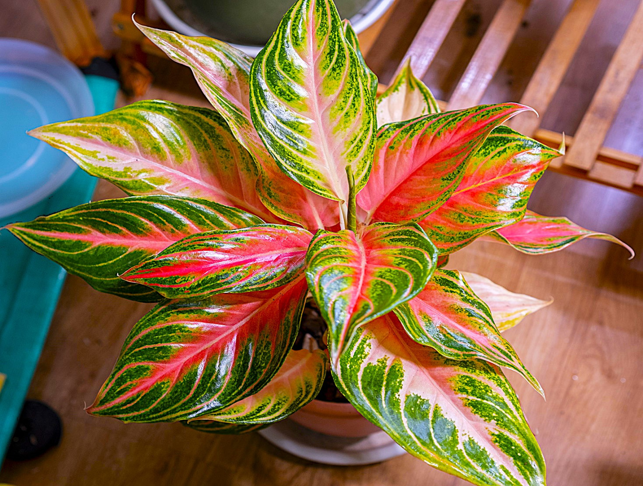 Care Guide for Aglaonema Pink Sunset Rare Houseplant Care Guide for Aglaonema Pink Sunset Rare Houseplant