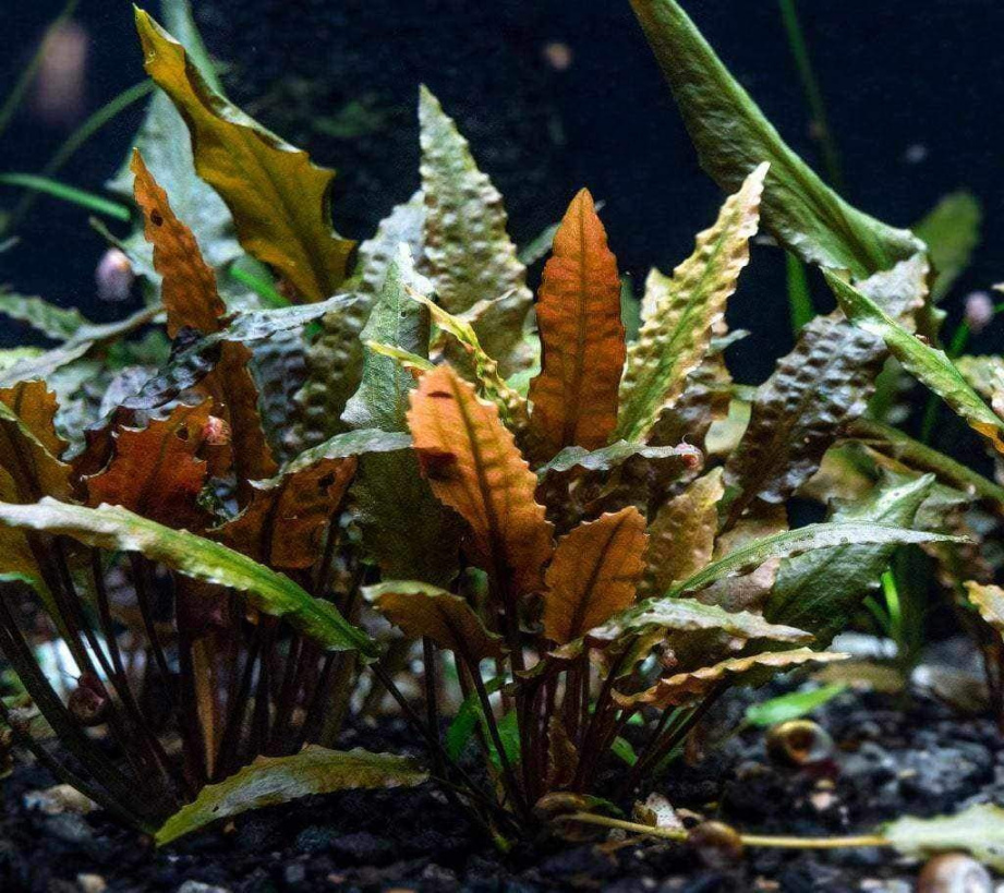 Cryptocoryne Wendtii Red Cryptocoryne Wendtii Red