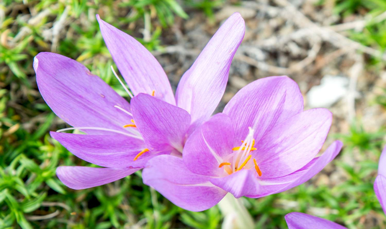 How to Grow and Care for Autumn Crocus How to Grow and Care for Autumn Crocus