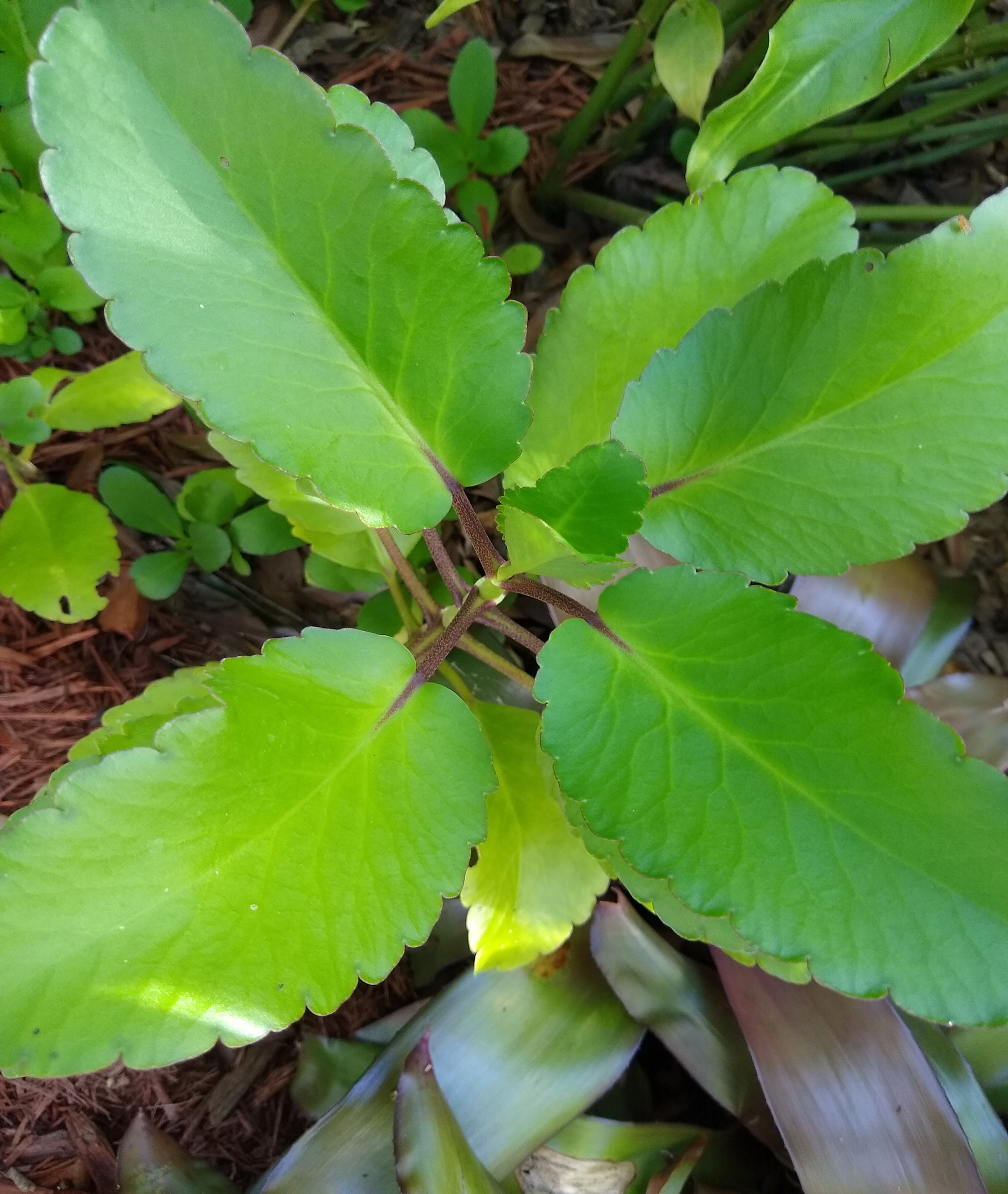 Leaf of Life Plant to Inches - Etsy Leaf of Life Plant to Inches - Etsy