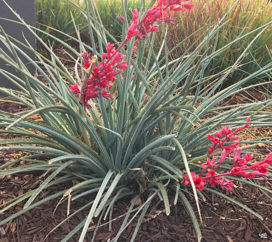 Red Yucca — Green Acres Nursery & Supply Red Yucca — Green Acres Nursery & Supply