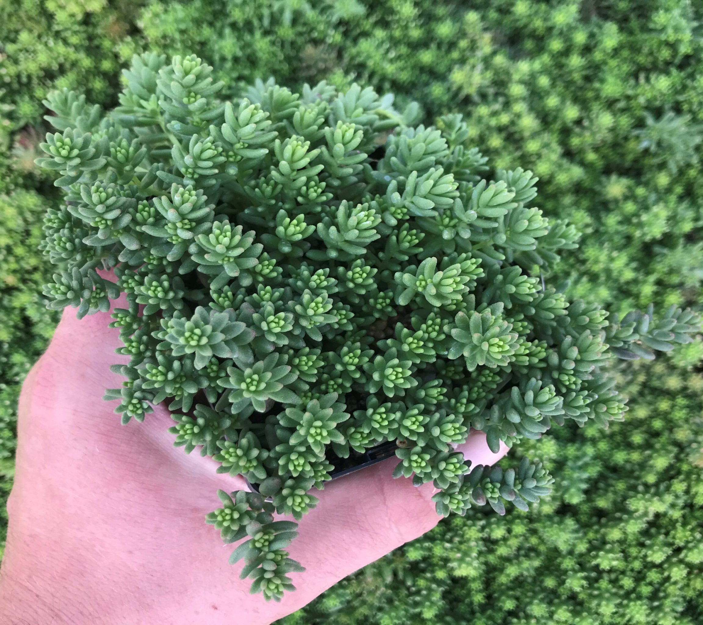 Sedum album Sedum album