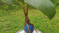 BONSAI Coconut plant. Real coconut palm, starter for Bonsai project