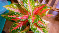 Care Guide for Aglaonema Pink Sunset Rare Houseplant