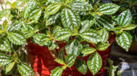 How to Grow and Care for an Aluminum Plant