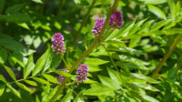 Liquorice: how to grow, care & use - Plantura
