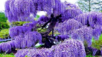 Purple Wisteria Live Plants, Set Wisteria Trees Live Plants to Inches Tall, in