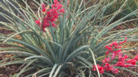 Red Yucca — Green Acres Nursery & Supply
